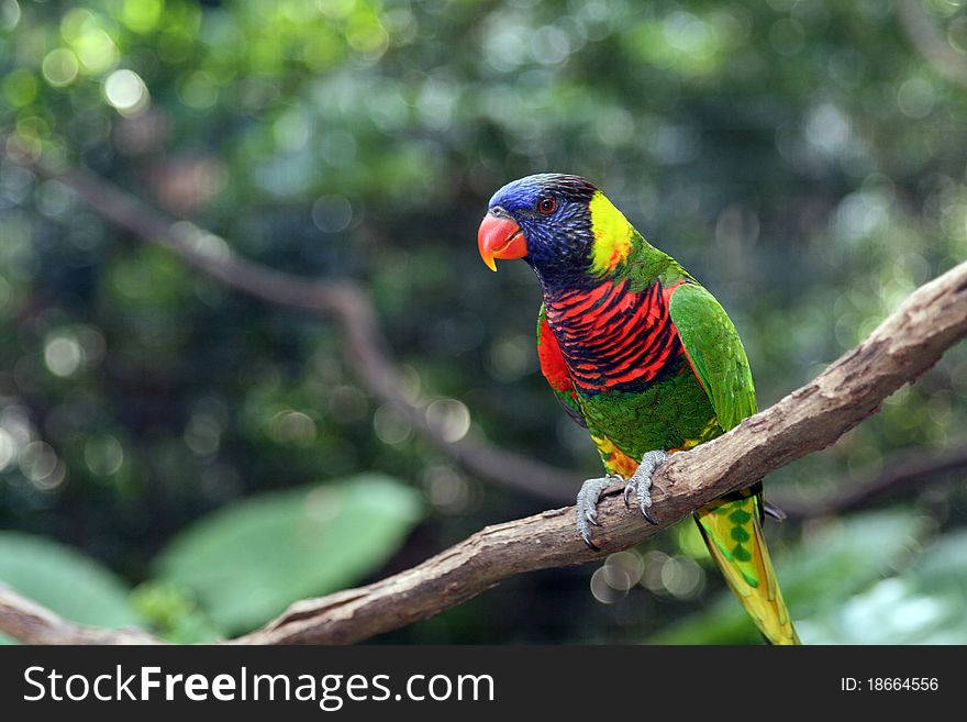 Colorful Parrot