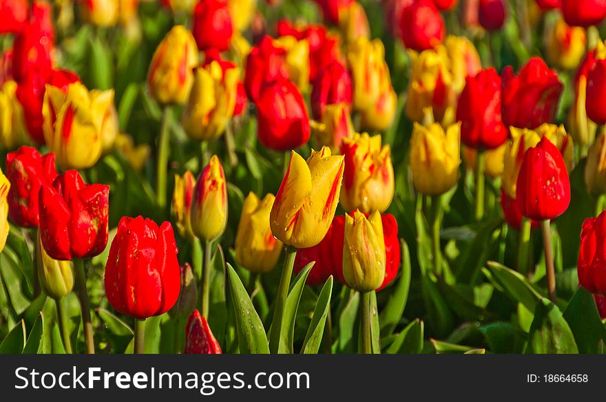 Field full of red and yellow tulips in spring. Field full of red and yellow tulips in spring