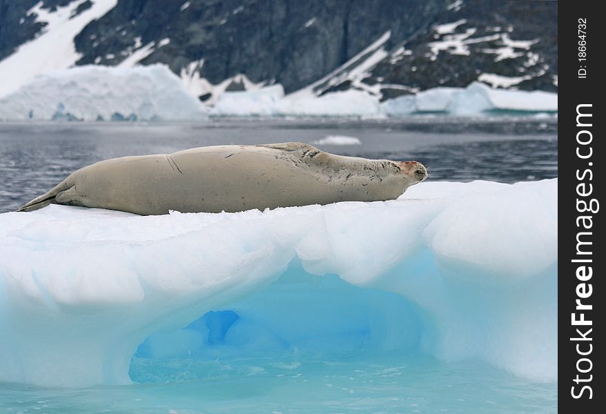 Crabeater seal lying on iceberg. Crabeater seal lying on iceberg