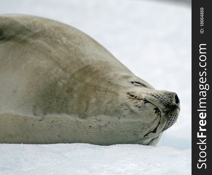 Crabeater Seal lying on iceberg. Crabeater Seal lying on iceberg