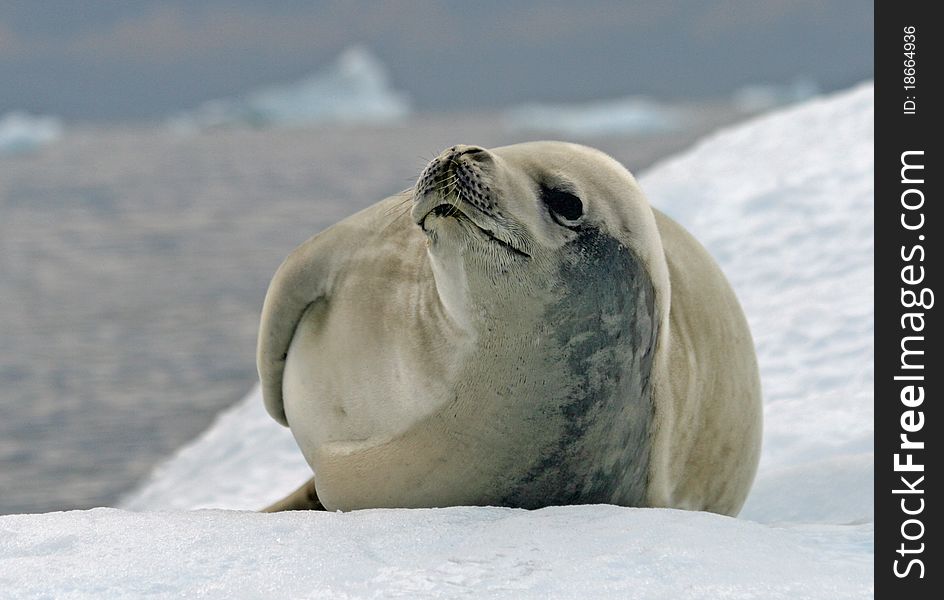 Crabeater Seal lying on iceberg. Crabeater Seal lying on iceberg