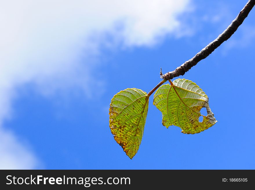 Blue sky and green leaves