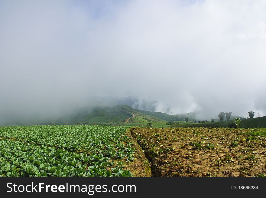 Cabbage Field To The Mountain