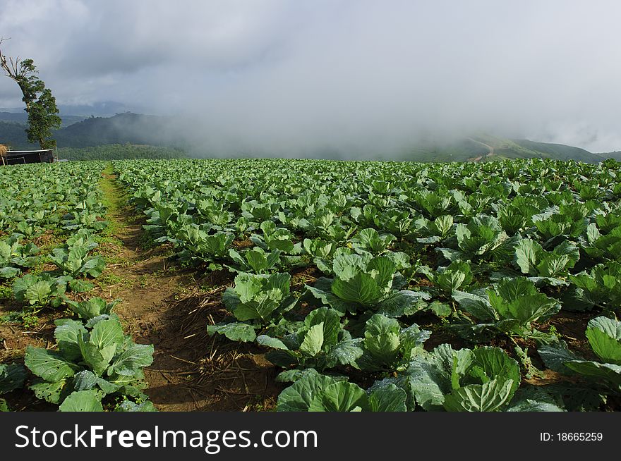 The Way Of Cabbage Field