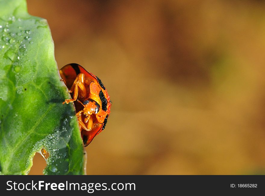 Bright red lady bug on green cabbage in the field