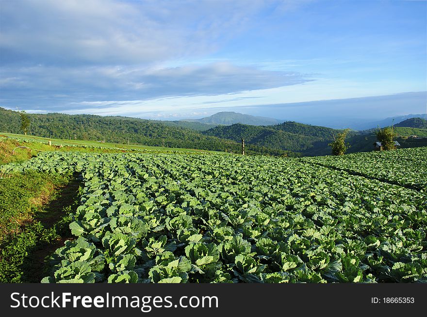 Cultivated land and the mountains, Phu Tub Berg, Phetchabun, Thailand