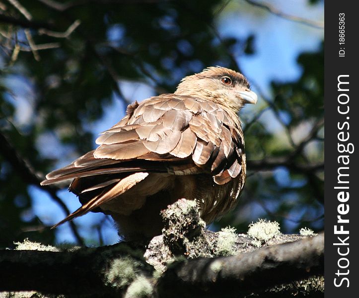 Chimango Caracara