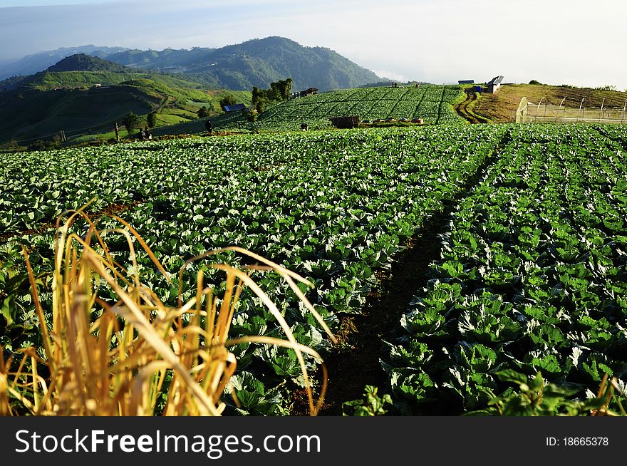 The way of cabbage field, Phu Tub Berg, Phetchabun, Thailand