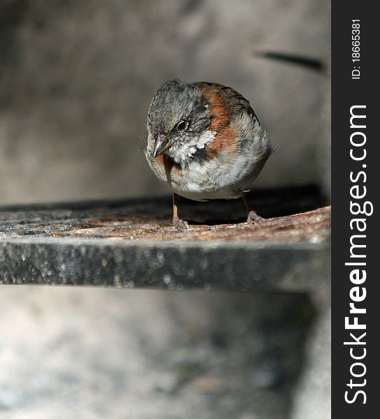 Rufous-necked Sparrow sitting on branch