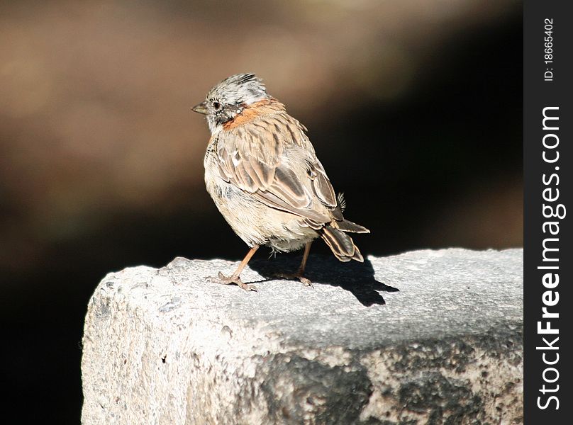 Rufous-necked Sparrow sitting on step. Rufous-necked Sparrow sitting on step