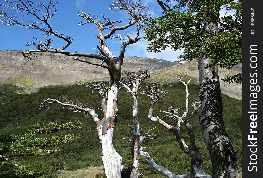 Trees in Tierro Del Fuego National Park Argentina