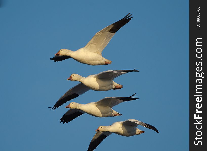Snow geese (Chen caerulescens)