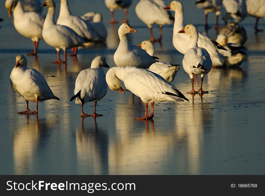 Snow Geese (Chen Caerulescens)