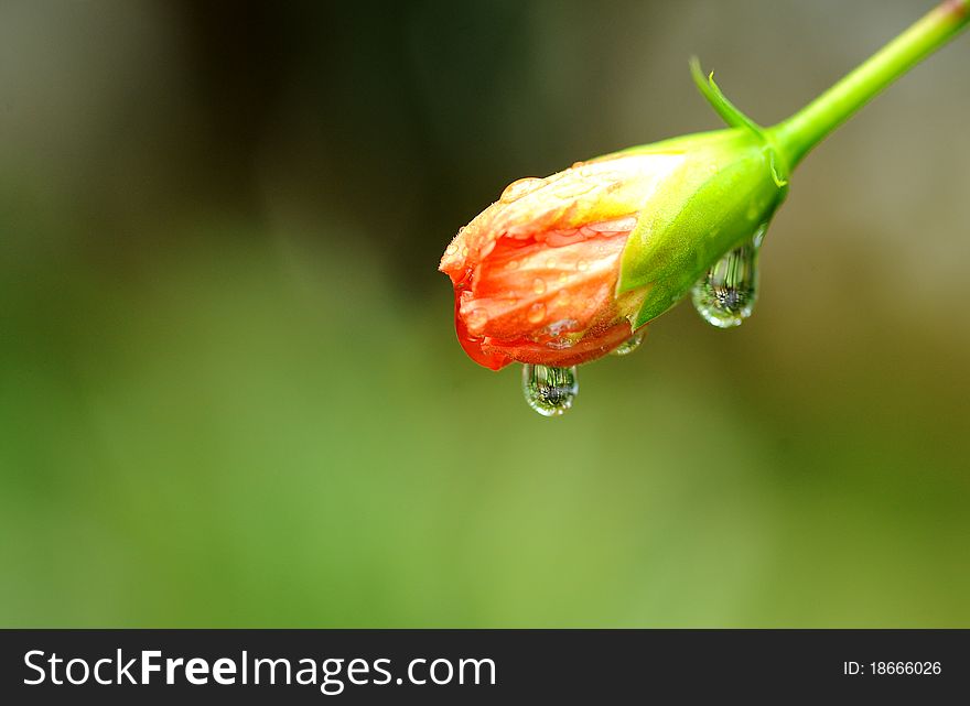 Flower after the rain in nature