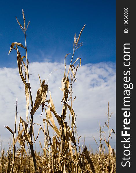 Tall Corn Stalks ready for harvest