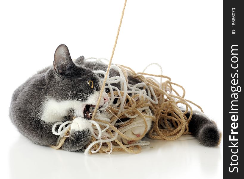 A pet cat getting attacking the yarn he's tangled in. Isolated on white. A pet cat getting attacking the yarn he's tangled in. Isolated on white.