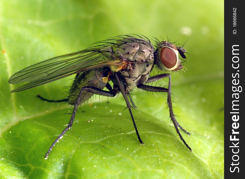 A closeup of a fly relaxing on a green leaf. A closeup of a fly relaxing on a green leaf
