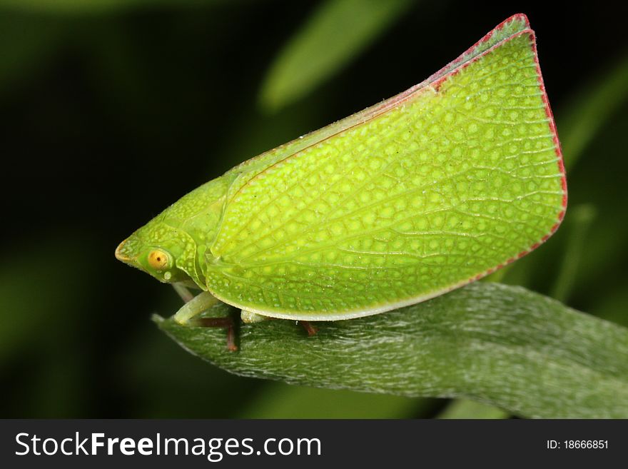 A closeup of a beautiful green leaf hopper on a leaf