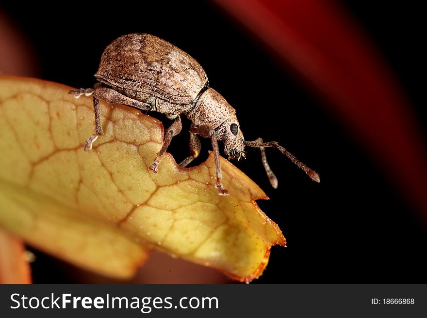 A sloseup of a weevil eating a yellow leaf