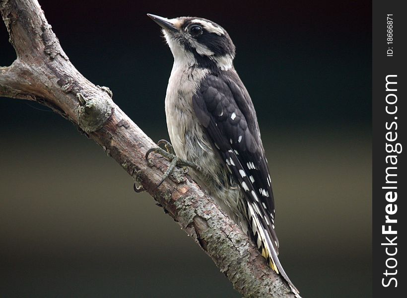 A female hairy woodpecker on a branch