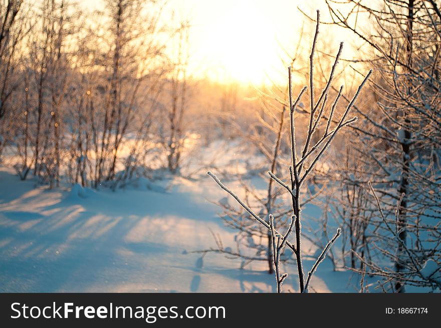 Dusk in winter forest on polar land. Dusk in winter forest on polar land