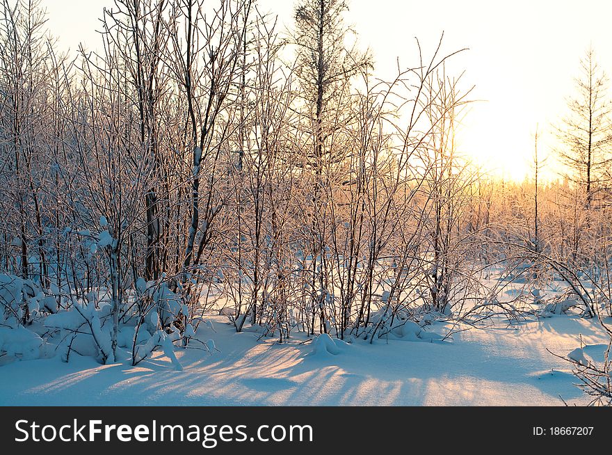 Dusk in winter forest on polar land. Dusk in winter forest on polar land