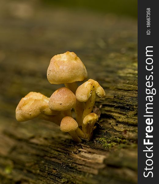 Beautiful toadstool on a fallen tree (shallow DOF). Beautiful toadstool on a fallen tree (shallow DOF)