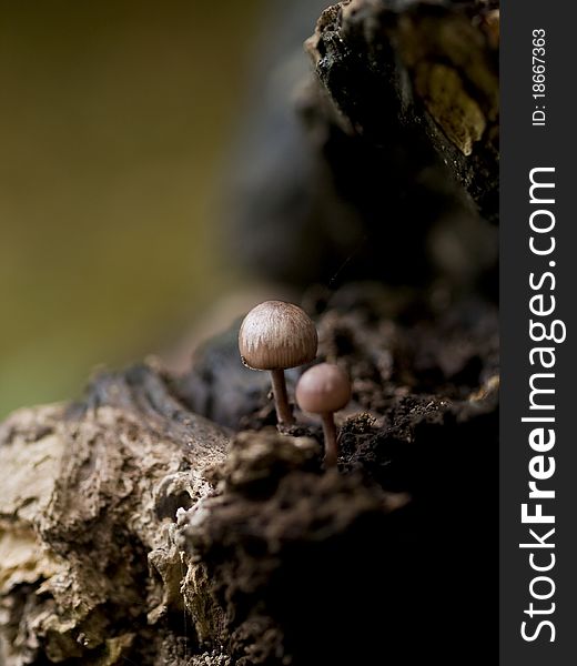 Beautiful toadstools on a fallen tree (shallow DOF). Beautiful toadstools on a fallen tree (shallow DOF)