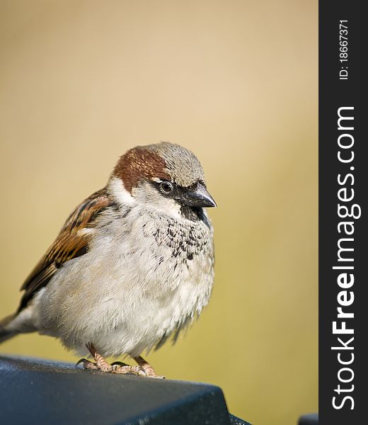 Small male sparrow sitting on a table