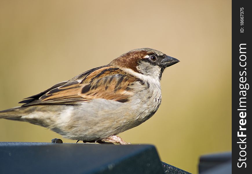 Small male sparrow sitting on a table