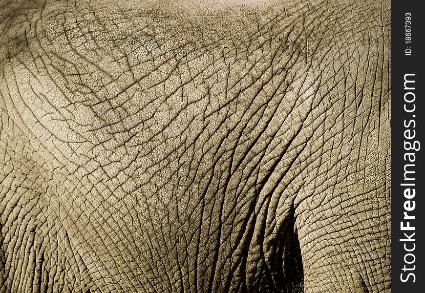 Close up of an elephants wrinkled skin