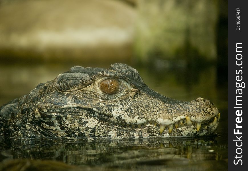Close up of an alligator