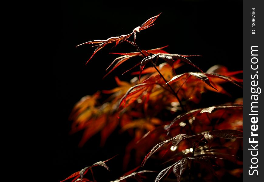 Brightly lit leaves in the fall over a black background