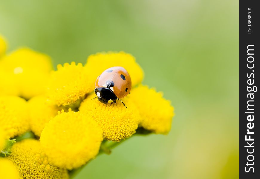 Small ladybug on yellow flowers in the summer sun