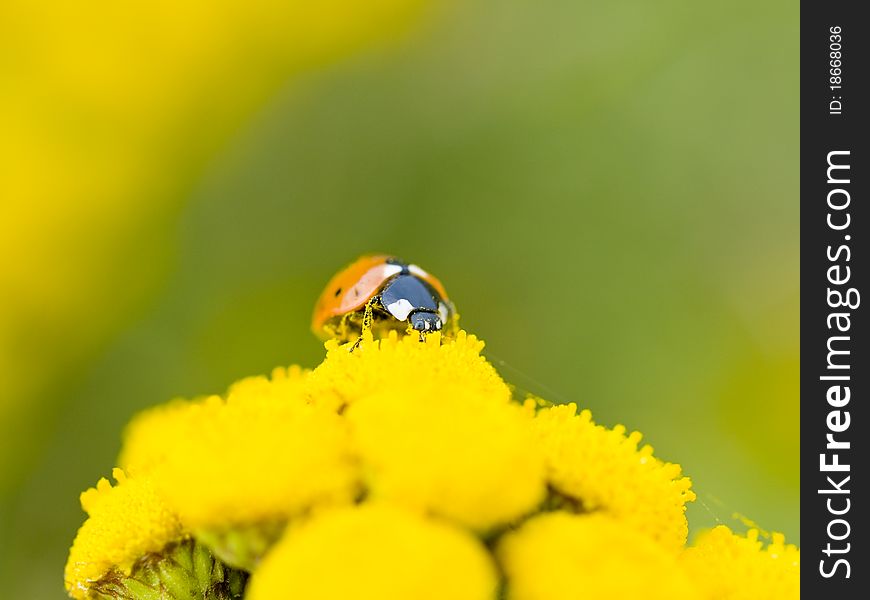 Small ladybug on yellow flowers in the summer sun