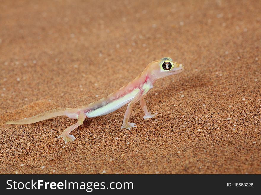 Palmato Gecko Lizard Side View