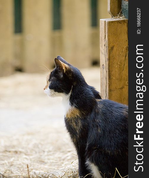 Farm cat sitting next to the entrance of a barn. Farm cat sitting next to the entrance of a barn