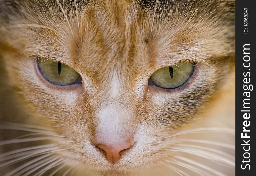 Close up of a cat with bright green eyes