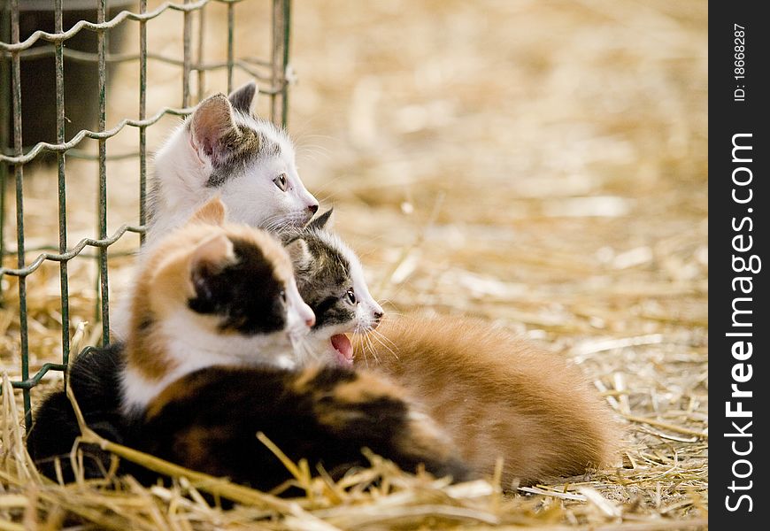 Cute little farm kittens laying together in the hay. Cute little farm kittens laying together in the hay