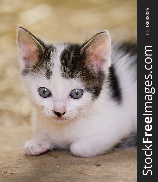 Cute little farm kitten with bright blue eyes resting. Cute little farm kitten with bright blue eyes resting