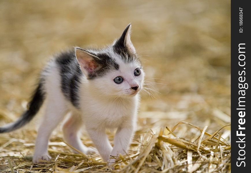 Cute little farm kitten with bright blue eyes playing. Cute little farm kitten with bright blue eyes playing