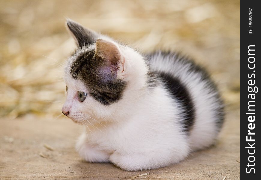 Cute little farm kitten with bright blue eyes resting. Cute little farm kitten with bright blue eyes resting