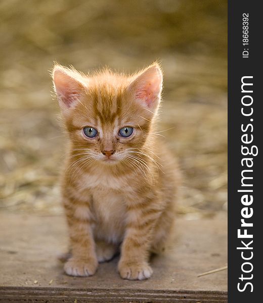 Cute Red Kitten