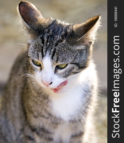 Cat with green eyes and milk on his face licking his whiskers after drinking milk. Cat with green eyes and milk on his face licking his whiskers after drinking milk