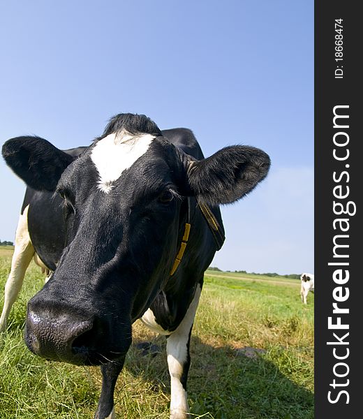 Closeup of a black and white cow