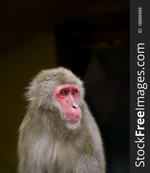 Close up of a Japanese macaque (Macaca)