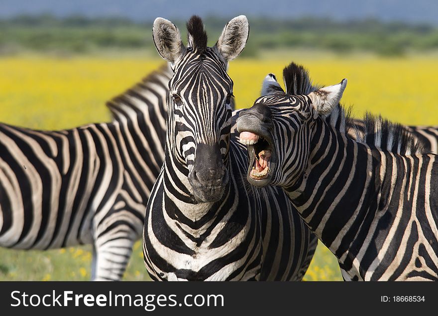 Laughing zebra on the open plains with yellow flowers in the back ground.