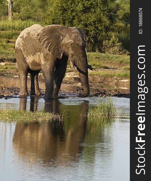 Reflection image of a Bull elephant. Reflection image of a Bull elephant