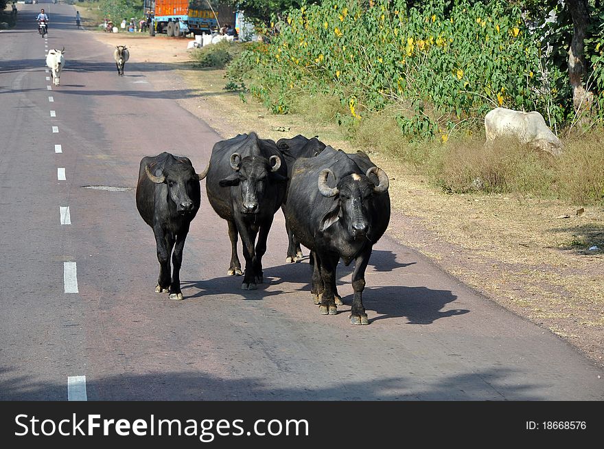 Cows on the road on the Indian countryside. Cows on the road on the Indian countryside.