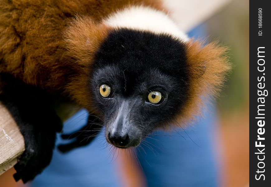 Close up of a red ruffed lemur with bright yellow eyes